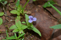 Murdannia spirata